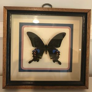Butterfly on wood/ glass hanging frame